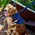 OneTigris No-Pull Handled Dog Walking Leash - Long Traffic Leads for Medium to Large Dogs (Blue, 4FT)