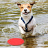 15 Pack Dog Flying Disc Silicone Puppy Flyer Toy - Soft Floating Saucer for Small Medium Dogs