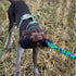 Tug-E-Nuff WondaBaa Bungee Tug Toy for Dogs - Durable Interactive Training Toy in 3 Colours, Size 23 x 3 inches