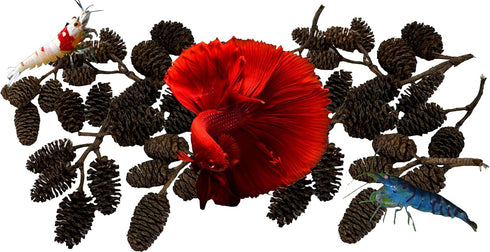 Awesome Aquatic Alder & Casuarina Cones, Betta Shrimp Tank, Promotes Natural Habitat (50 Pack Alder)