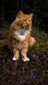 Beau's Bells 2 Extra Loud Pet Tracker Dog & Cat Bells | Handmade Copper | Save Birds & Wildlife (Small)