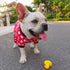 CuteBone Dog Christmas Pajamas, Small Dogs Soft Pjs Coat, Comfy Pet Clothes Outfit Doggie Bodysuit P65M