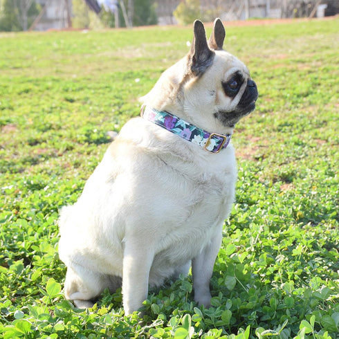 Metal Buckle Dog Collar - Durable Adjustable Soft Collar for Small Medium Large Dogs (M(13-18in), Flower5)