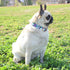 Metal Buckle Dog Collar - Durable Adjustable Soft Collar for Small Medium Large Dogs (M(13-18in), Flower5)