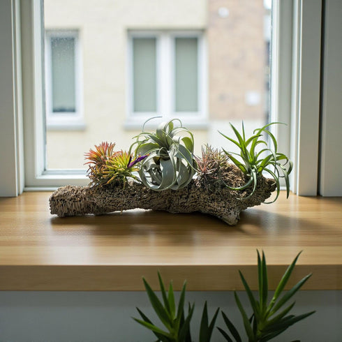 5 Pack Rainforest Grown Assorted Air Plants - Live Tillandsia - Easy Care House Plants - Air Succulents, House Plant