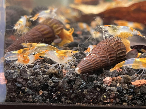 (10 (+1)), Orange Rili Shrimps Live Freshwater Shrimp Aquarium Neocaridina Inverts RCS Clear,Orange,Random