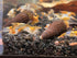 (10 (+1)), Orange Rili Shrimps Live Freshwater Shrimp Aquarium Neocaridina Inverts RCS Clear,Orange,Random