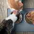 4 Pcs Stainless Steel Cat Bowls, 7.1 Inches Metal Cat Food Bowls, Whisker Fatigue Shallow Dish, Elevated Food Bowls for