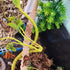 2 Pack 25.6" Hanging Hermit Crab Rope Ladder, Climbing Toys, Reptile Vines for Tank Terrarium Habitat Decor