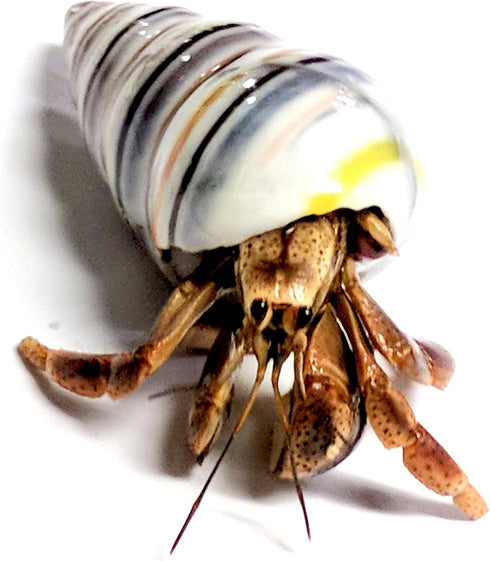 Store 1 1 Live Hermit Crab Shipped Now-with Premium Hermit Crab Shells: Land Crabs with Extra Shell from Nature Gift