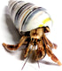 Store 1 1 Live Hermit Crab Shipped Now-with Premium Hermit Crab Shells: Land Crabs with Extra Shell from Nature Gift
