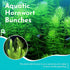 Live Fish Aquarium Plants - Hornwort Coontail - Floating or Rooted, Excellent Oxygenator, Perfect for Ponds