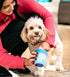 Dexas MudBuster Portable Dog Paw Cleaner, Premium Quality, Blue, Small Size for Pet Supplies