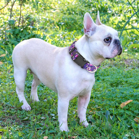 Reflective Padded Dog Collar with Soft Neoprene, Adjustable Nylon Collar for Small Medium Large Dogs (Pack of 1,