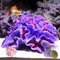 Aquarium Coral Ornaments Decor, Fish Tank Plants Decoration for Aquarium Landscape, Purple