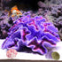 Aquarium Coral Ornaments Decor, Fish Tank Plants Decoration for Aquarium Landscape, Purple