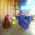 7 Packs Set, FANFX Chicken Toys Chicken Xylophone Toys for Hens, Chicken Bridge Swing Toys, Chicken Mirror Toys,Chicken