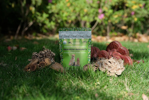 MAXIMUM IMMUNITY: >25% ß-glucan 100% Mushrooms Extracts for Dogs & Cats, Immune & Digestive Support, 250 SERVINGS