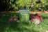 MAXIMUM IMMUNITY: >25% ß-glucan 100% Mushrooms Extracts for Dogs & Cats, Immune & Digestive Support, 250 SERVINGS