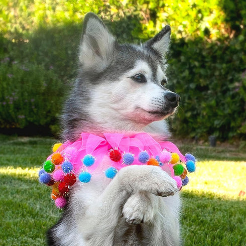 Midlee Pink Birthday Pom Pom Dog Collar, Medium Size