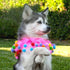 Midlee Pink Birthday Pom Pom Dog Collar, Medium Size