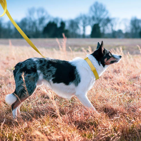 Azuza Nylon Fall Dog Collar and Leash Set, Strong Basic Style Leash with Easy Collar Hook, Ginger Yellow, XS
