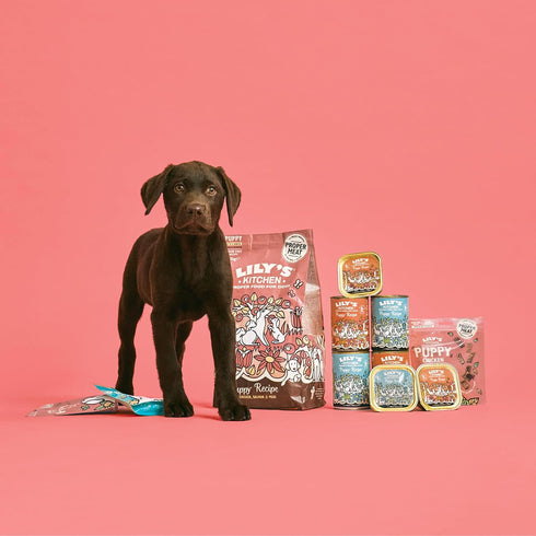 Lily's Kitchen Organic Dinner for Puppies, 150g (Pack of 11)