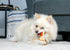Hartz Chew ‘n Clean Tri-Point Dog Toy, Chicken Flavored Chew Toy and Treat in One, Small