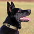 Plutus Pet Tactical Dog Collar - Reflective Adjustable Heavy Duty Collar, Soft Padded for Small Medium Large Dogs (XL,