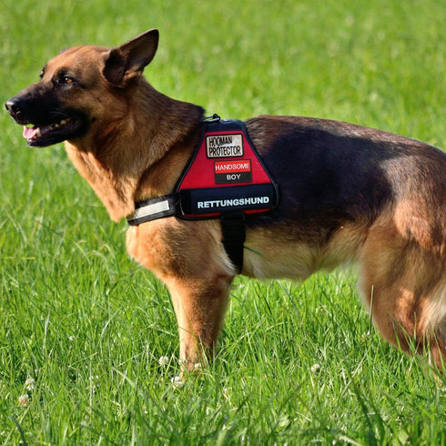 12 Pieces Removable Dog Patches Set for Service Dog Vest, Embroidered in Training, Working Dog Patch for Harnesses