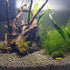 1PCS 60mm/65mm Aquarium Shrimp Feeding Dish, Glass Round Fish Feeder Bowl for Reptiles Water Food Clear Dishes Tray