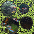 Mipcase Aquarium Floating Plant Rings - 5pcs Fish Feeding Ring for Fish Tank