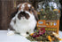 Pasture Plus+ Dandelion Delicacy - Healthy High-Fiber Dried Flower Treat for Small Pets