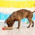 Fringe Studio Plush Dog Toy Set, Interactive Hide and Seek Play, Fiesta Till You Siesta Collection (289226)