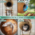 SunGrow Hermit Crab Coco Hut with Ladder, Coconut Hide for Reptiles, Crab Cage Climbing Toys, 5"