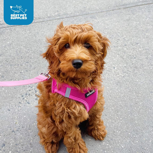 Voyager Step-In Air Dog Harness - All Weather Mesh, Reflective No Pull Harness for Small, Medium Dogs, Cats, Fuchsia,
