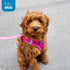 Best Pet Supplies Voyager Step-in Air Dog Harness - Reflective, No Pull for Small, Medium Dogs, Cats - Fuchsia, M