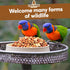 10 LB - Raw Shelled Peanuts For Squirrels, Out of Shell Peanuts For Birds and Wildlife- Squirrel Food, Wild Bird Seed