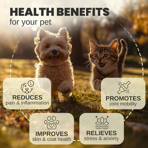 Billion Pets - Hemp Oil for Dogs and Cats - Helps with Anxiety, Pain, Stress, Sleep, Arthritis, Seizures Relief - Hip