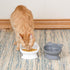 Kitty City Raised Cat Food Bowl Collection, Stress Free Pet Feeder and Waterer, Slow Feed Bowls