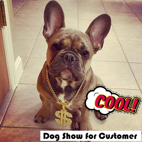 PRADOG Gold Chain Dog Collar, Stainless Steel Cuban Link Collar with Zirconia Buckle, Designer Bling Puppy Necklace