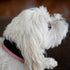 Airtag Dog Collar - Premium Adjustable Holder, Heavy Duty Reflective No Chafing Air Mesh Padded Quick Release