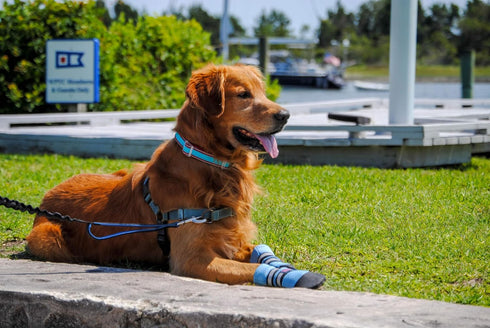 Bark Brite Dog Boots, Lightweight Neoprene Paw Protector in Blue Md, 5 Sizes for Comfort and Breathability