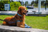 Bark Brite Dog Boots, Lightweight Neoprene Paw Protector in Blue Md, 5 Sizes for Comfort and Breathability