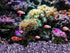 1 lb Amethyst Crystal Chips, Bulk Fish Tank Decorations, Aquarium Rocks Gravel, Terrarium Supplies, 5-7 MM Stones