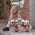 VETRESKA Flora Dog Harness, Leash and Collar Set | No Pull Vest Harness for Walking and Training, Adjustable, M