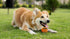 PetSport Orange Tennis Ball Dog Toys | 12 Pack Small (1.8") Felt & Rubber Balls with Carrying Bag