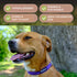 Hemp Dog Collar, Hypoallergenic Padded Adjustable Collar for Small, Medium, and Large Dogs, Small Red