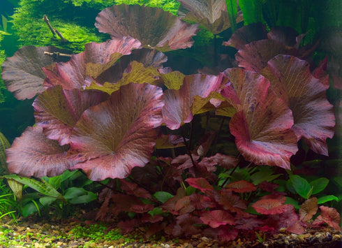 Awesome Aquatic Bulb (1, Dwarf Water Lily Nymphaea Stellata Live Aquarium Plant Guarantee to Grow Rhizome Root Also
