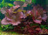 Awesome Aquatic Bulb (1, Dwarf Water Lily Nymphaea Stellata Live Aquarium Plant Guarantee to Grow Rhizome Root Also